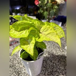 Variegated arrowhead plant rooted
